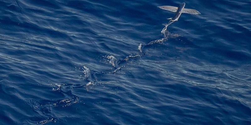 博恩商贸：以专业贸易服务与供应链管理，重塑冷链物流国际运输与清关新标准