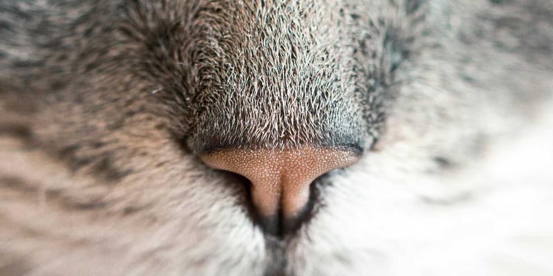 博恩商贸如何通过数字化采购平台重塑大宗商品贸易：供应链管理与物流清关的双重变革